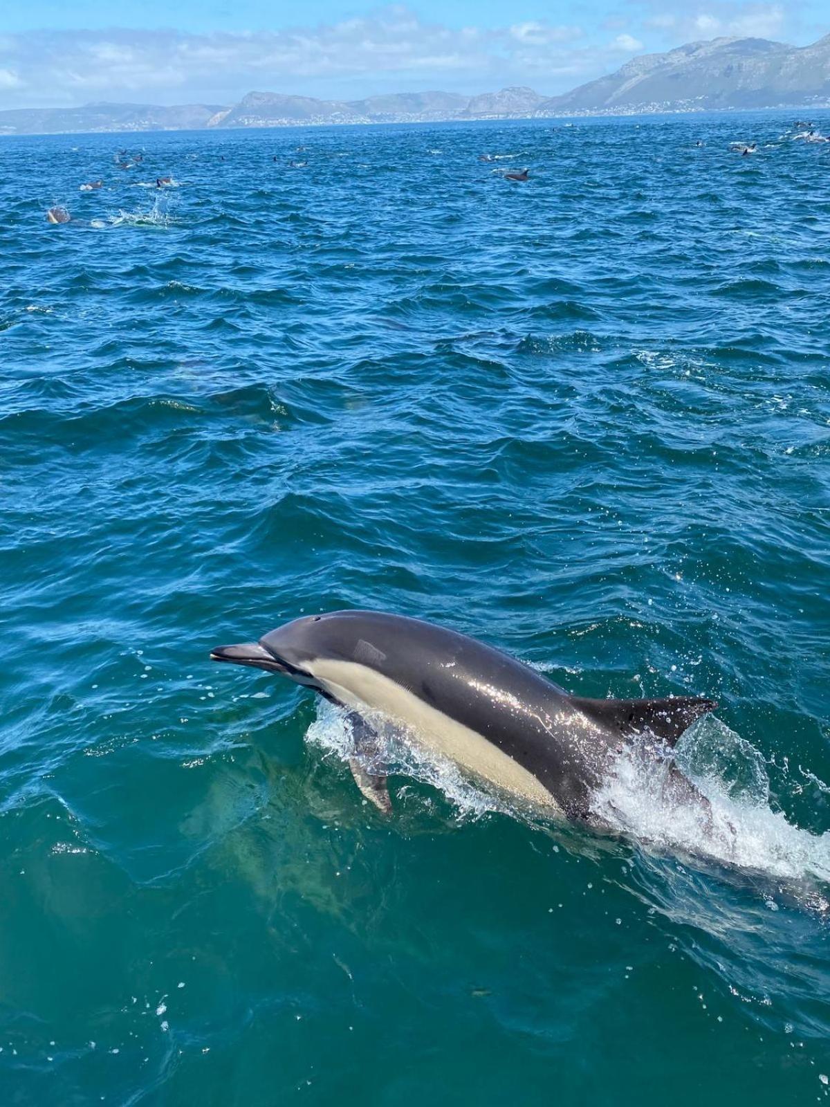 Willa Casa Delfina Simonʼs Town Zewnętrze zdjęcie